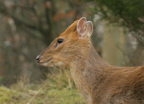 Young Male Muntjac
